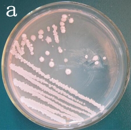 多酶体系枯草芽孢杆菌