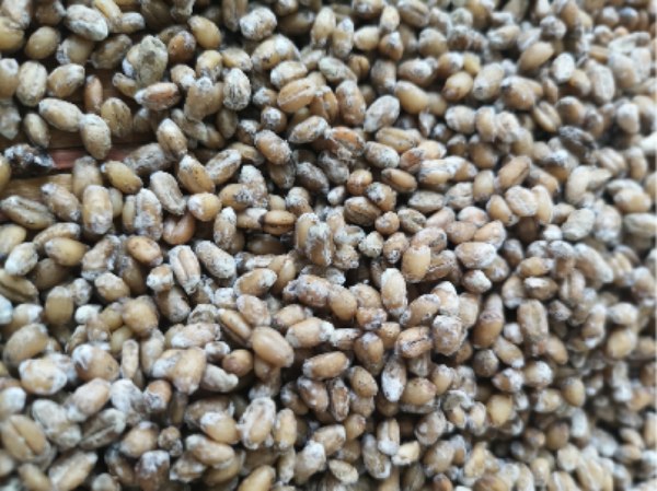 双坤沙大曲 双坤沙大曲